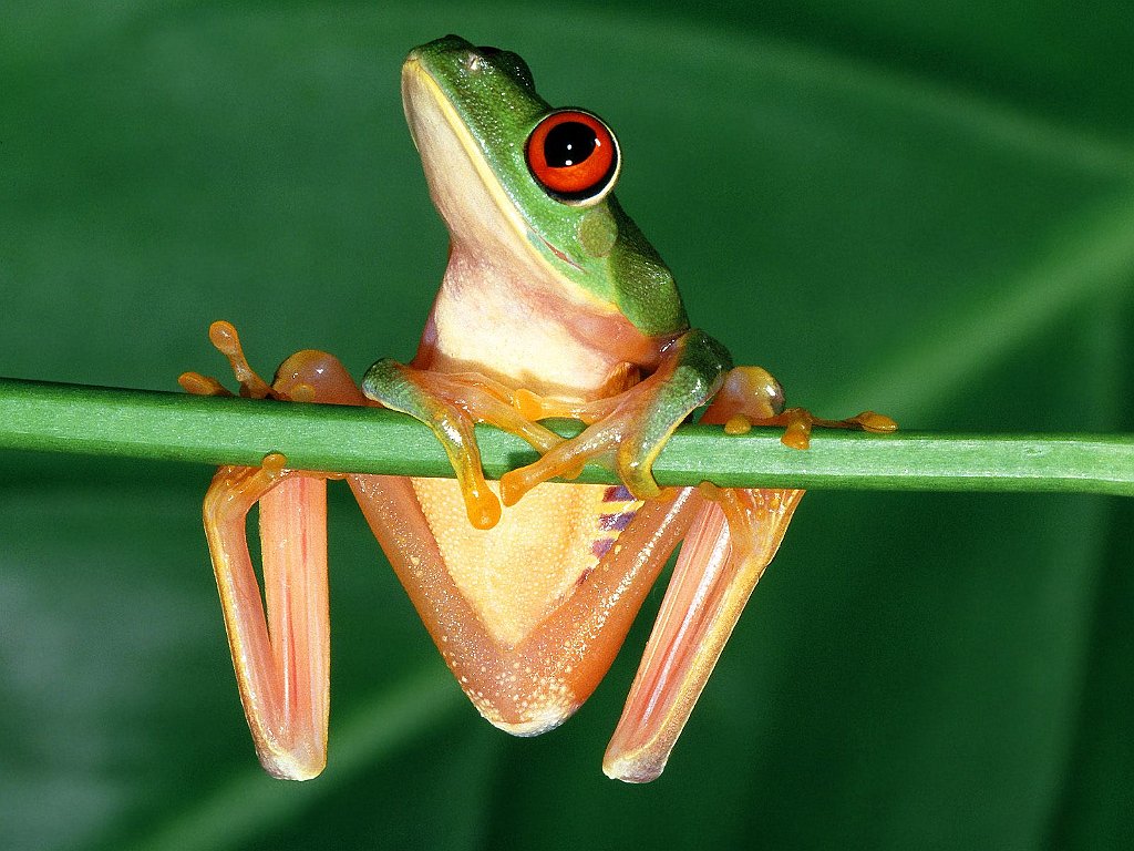 Red-eyed Tree Frog